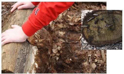 Rot Rules: Planning a natural outdoor Classroom or play yard