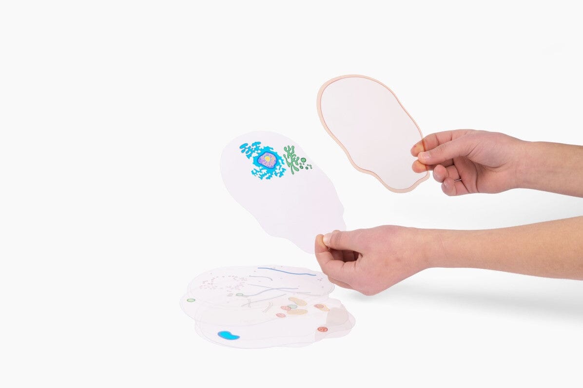 See-Through Cell Builder - louisekool