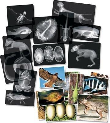 Animal X-Rays - Set of 14 - louisekool