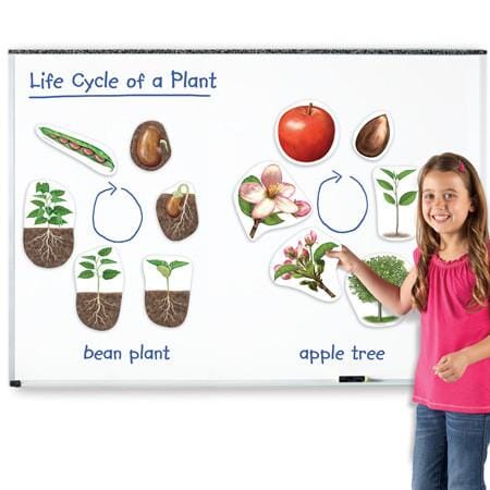 Giant Magnetic Plant Life Cycles - louisekool