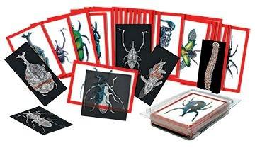 Investigating Insects From Different Angles - louisekool
