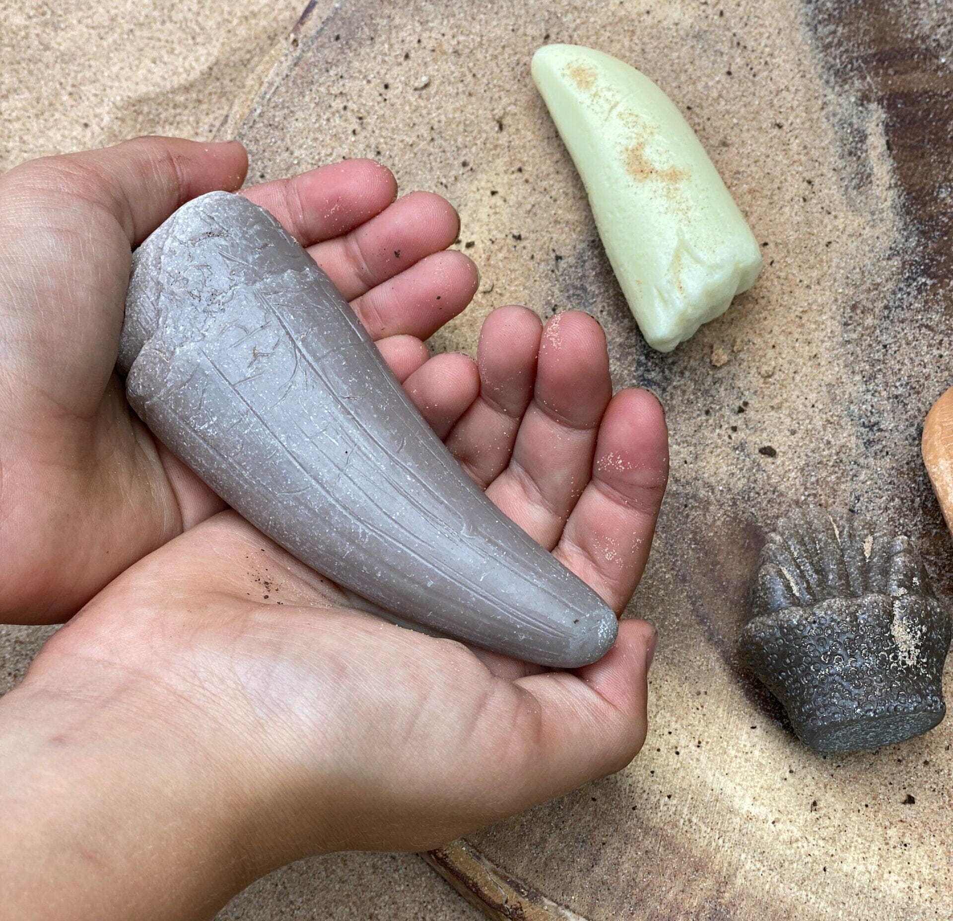 Prehistoric Teeth Discovery Set - louisekool
