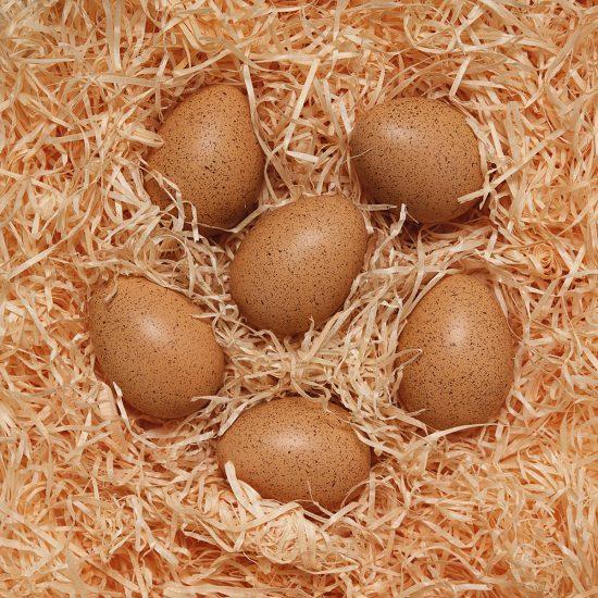 Sensory Sound Eggs - louisekool