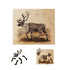 Animal Anatomy Puzzles - Set of 6 Toys Louise Kool & Galt for child care day care primary classrooms