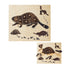 Animal Anatomy Puzzles - Set of 6 Toys Louise Kool & Galt for child care day care primary classrooms