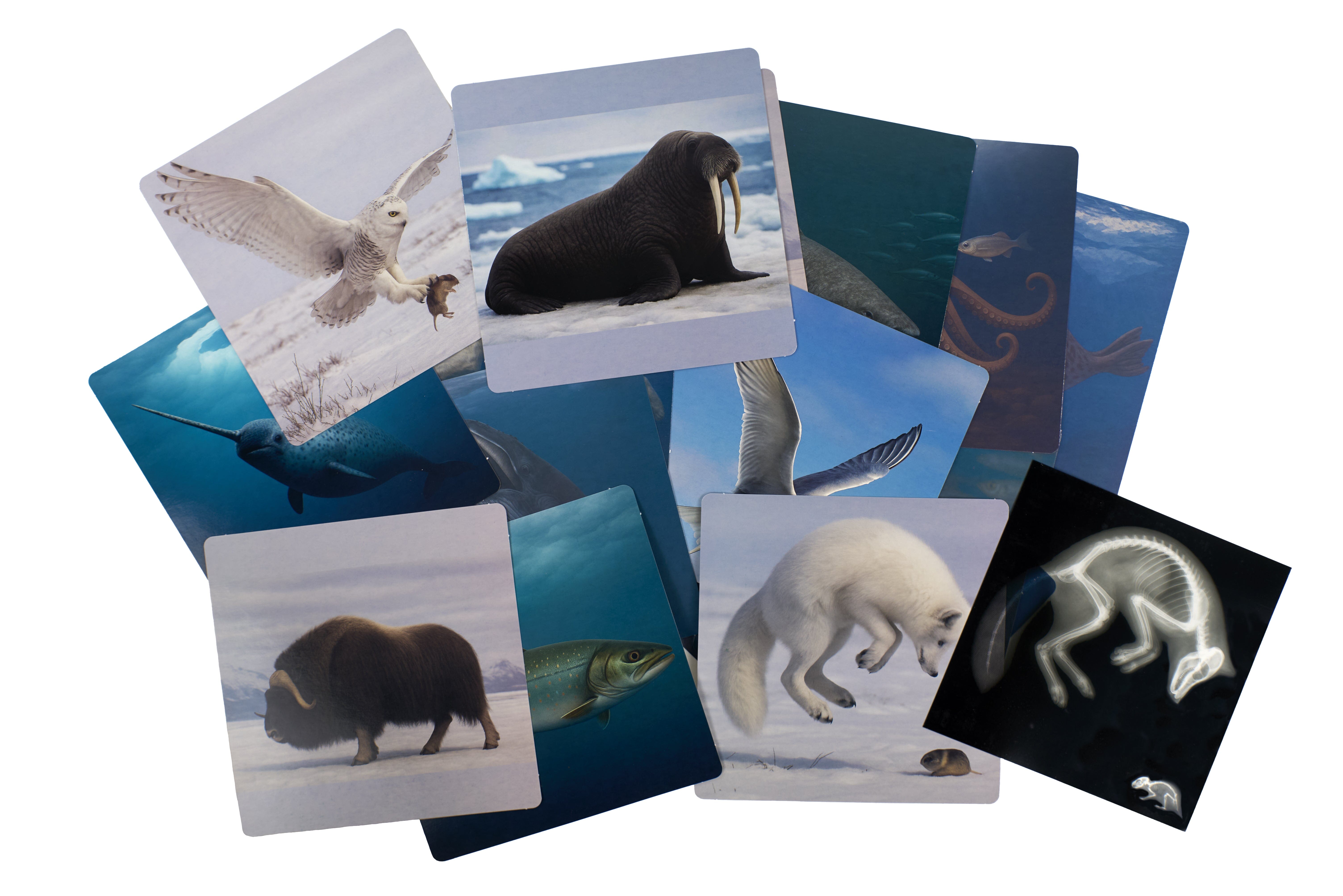 Arctic Animal X-Rays - louisekool