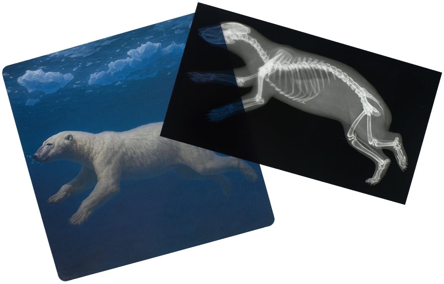 Arctic Animal X-Rays - louisekool