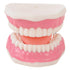 Dental Model - louisekool