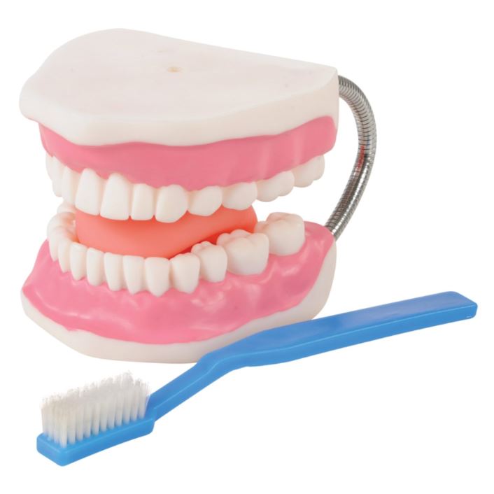 Dental Model - louisekool