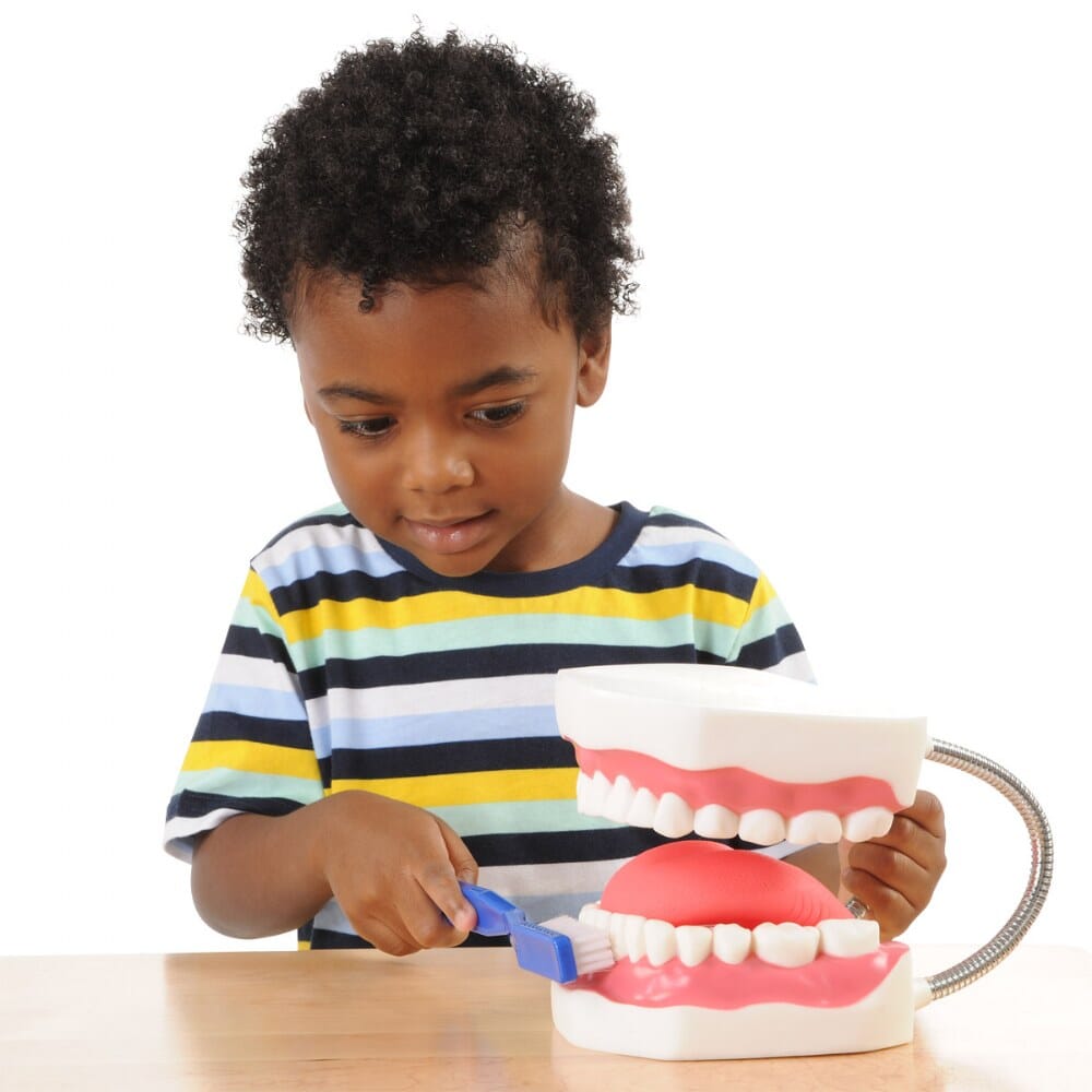 Dental Model - louisekool