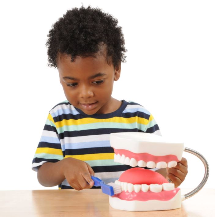 Dental Model Louise Kool & Galt for child care day care primary classrooms