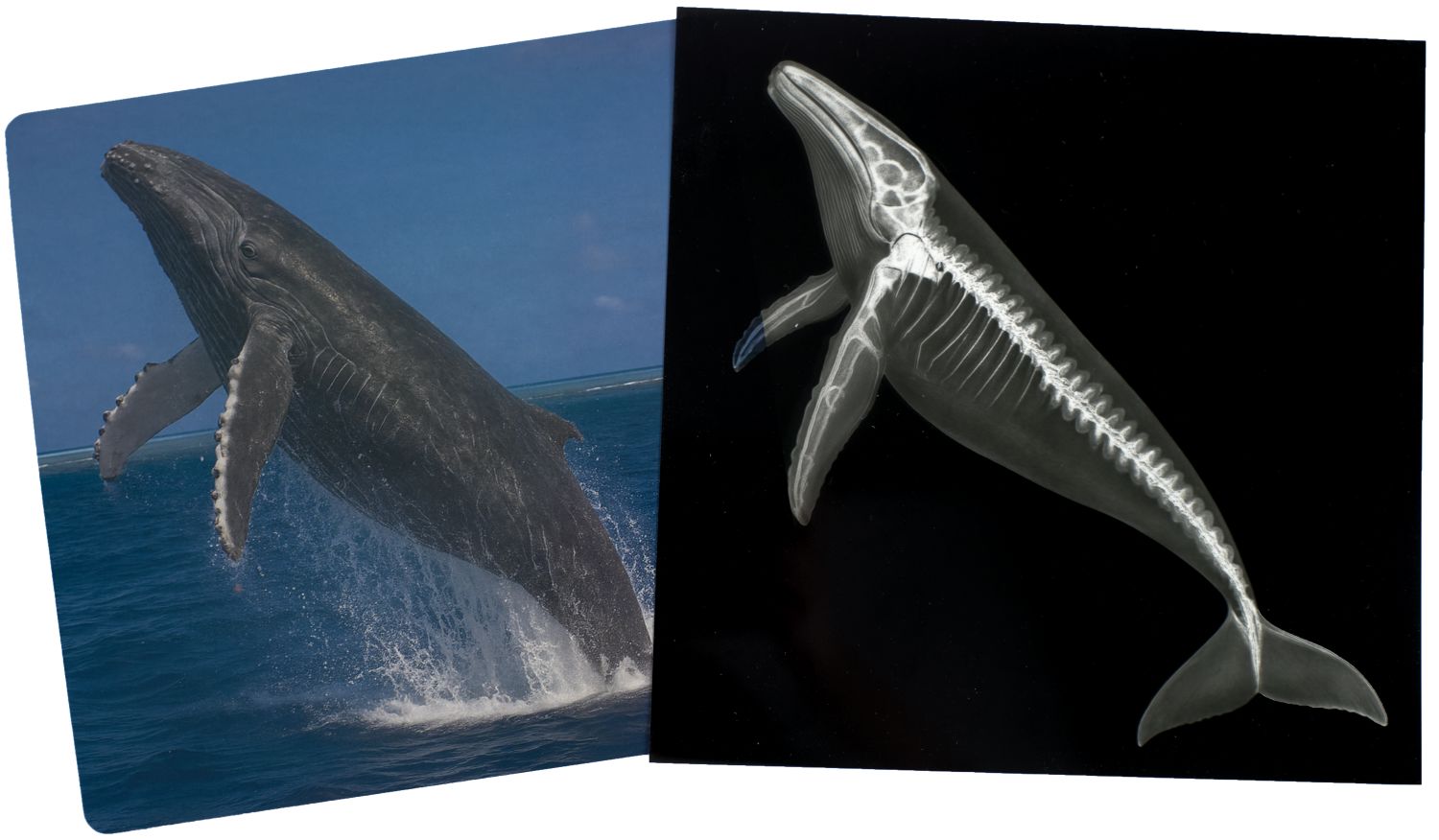 Great Barrier Reef X-Rays - louisekool