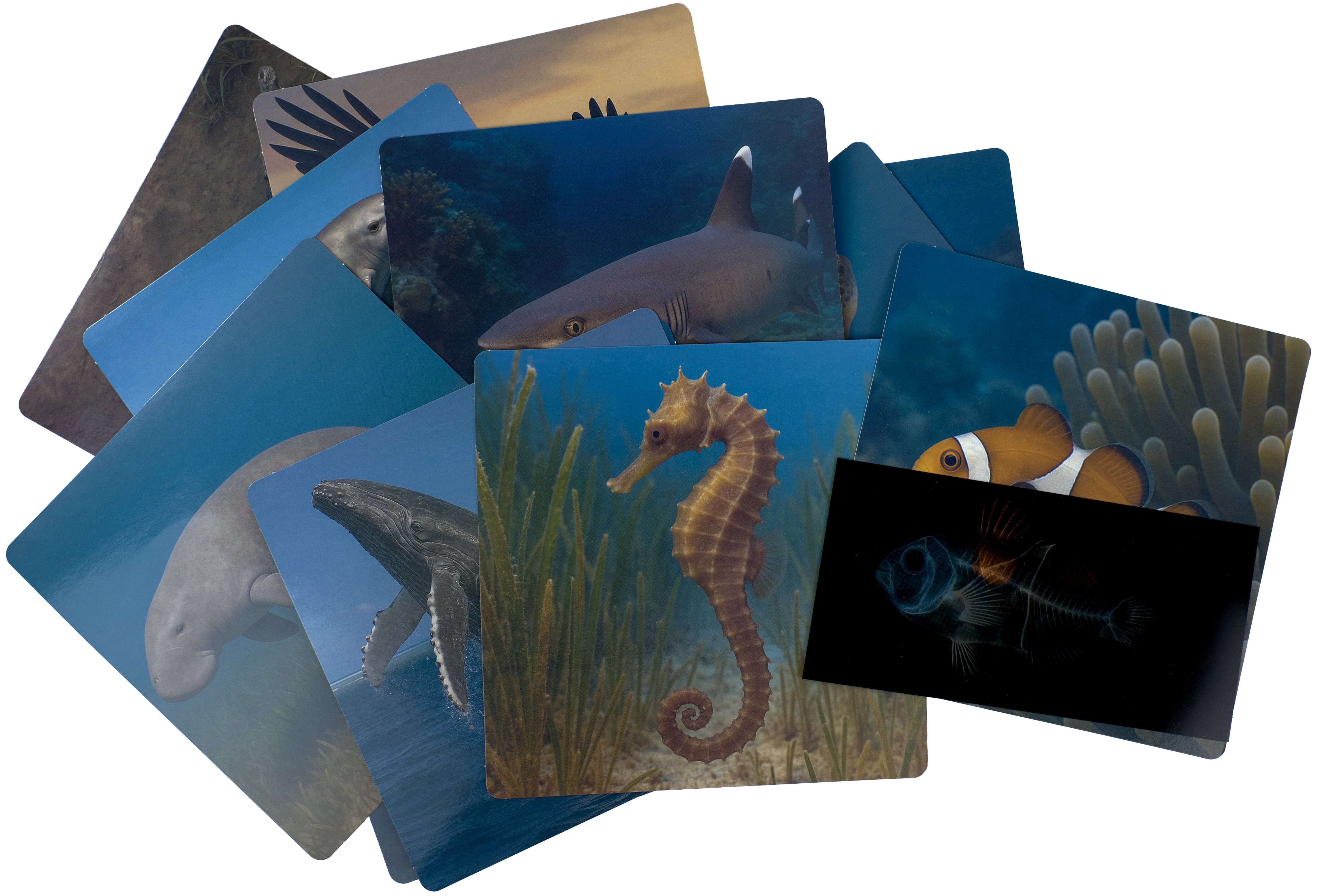 Great Barrier Reef X-Rays - louisekool