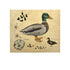 Lifecycle Puzzles- Set of 4 Toys Louise Kool & Galt for child care day care primary classrooms