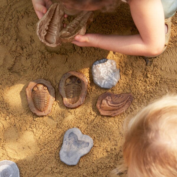 Magnetic Fossil Stones - Set of 6 - louisekool