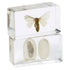 Moth Life Cycle - Set of 4 - louisekool