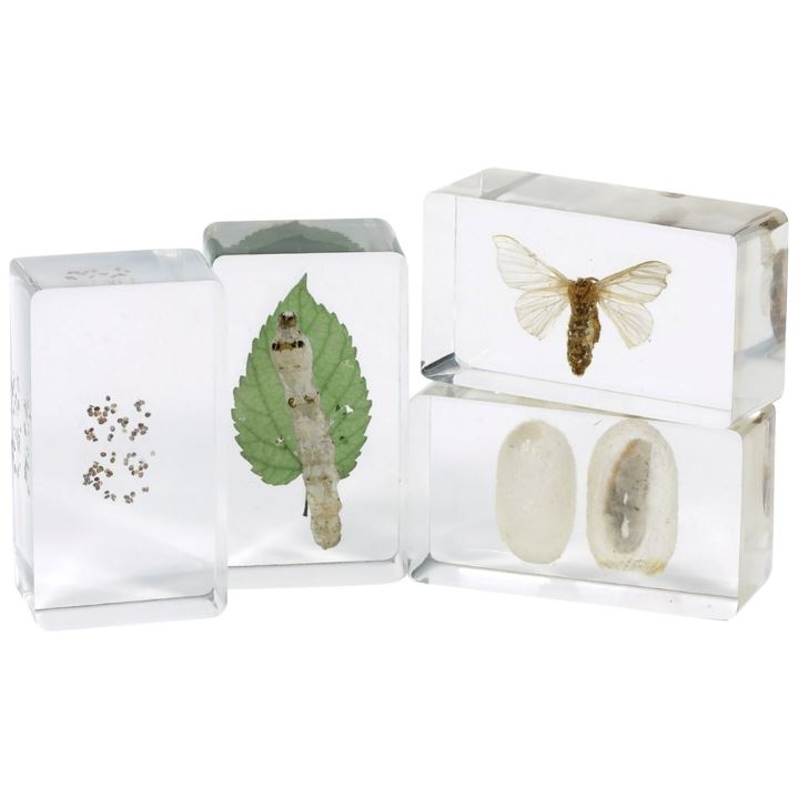 Moth Life Cycle - Set of 4 - louisekool