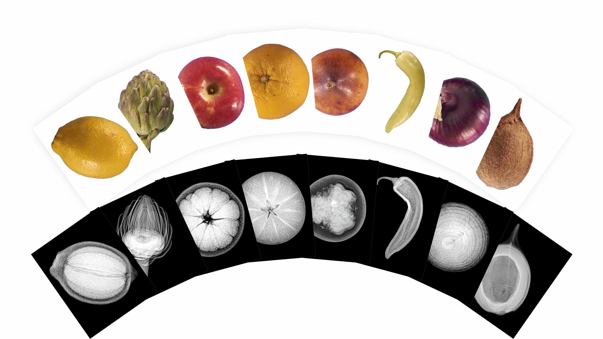 Plant X-Rays and Picture Cards - 84 Pieces - louisekool