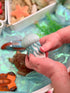 Sensory Stones - Ocean Life - louisekool