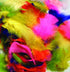 Rainbow Coloured Feathers - louisekool