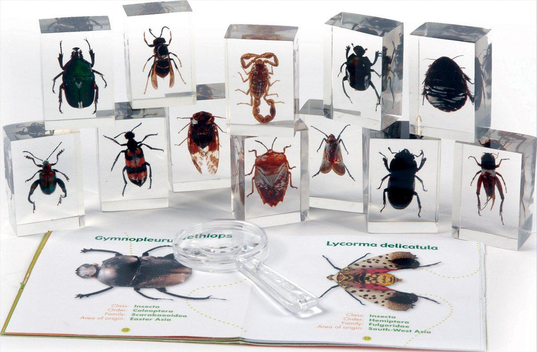 Specimen Pot Insects Specimen Sets canada – Louise Kool & Galt